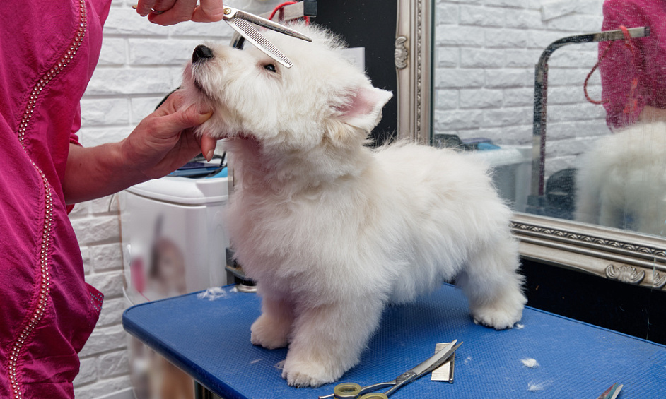 Vente FDC toilettage animalerie à Crolles 1